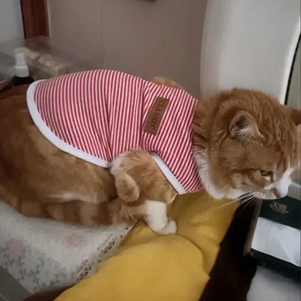 Summer Cotton Cat Puppy Vest Classic Stripes Pet Sleeveless T-shirt for Small Dogs Cats Kitten Clothing Outfit ropa para gatos - Image 4